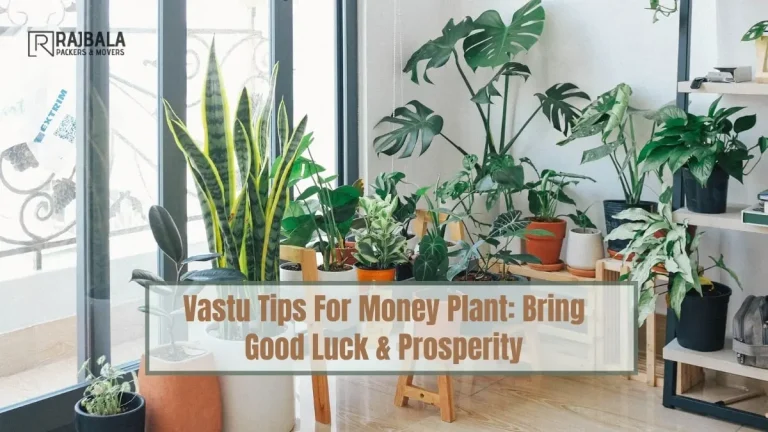 Vastu Tips For Money Plant