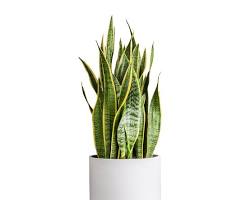 Snake Plant - less maintenance plants