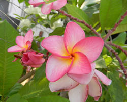 champa flower plant