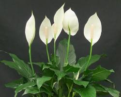 peace lily - less maintenance plants