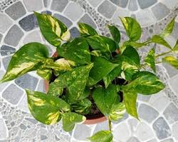 money plant - less maintenance plants