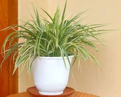 spider plant- less maintenance plants