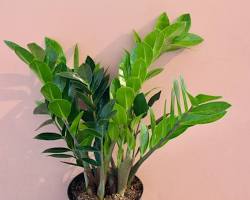 zz plant-less maintenance plants