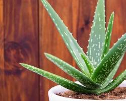 aloe vera plant