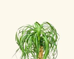 ponytail palm plant