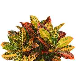 croton plant