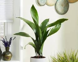 cast iron plant