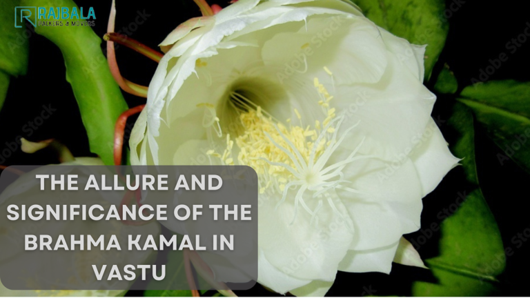 Brahma Kamal