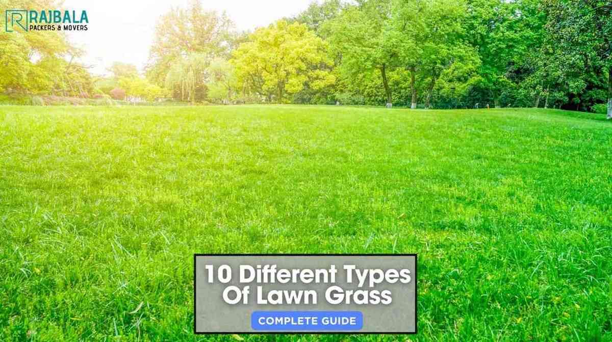 Lawn Grass