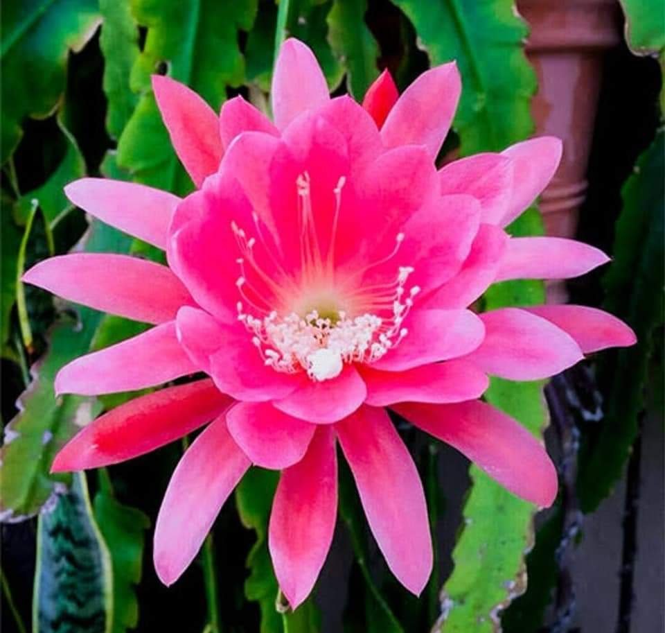 pink brahma kamala flower