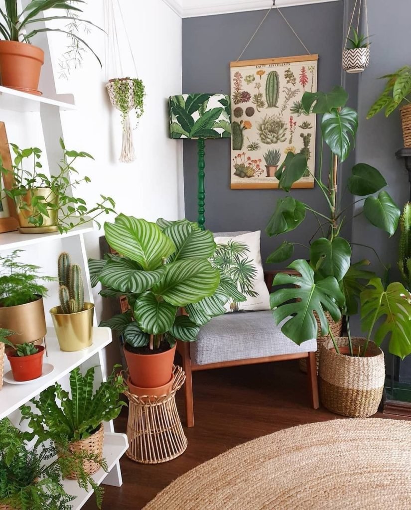 indoor greenery