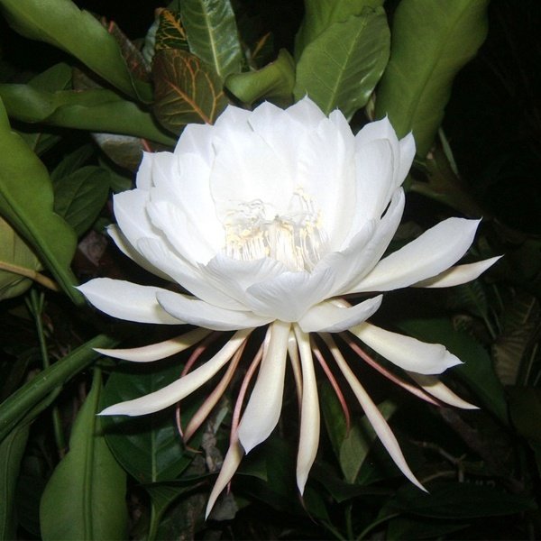 white brahma kamala flower