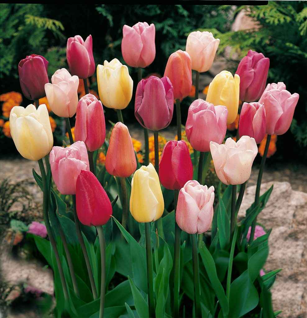 Tulip Bouquet