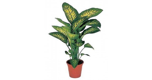 Dieffenbachia plant