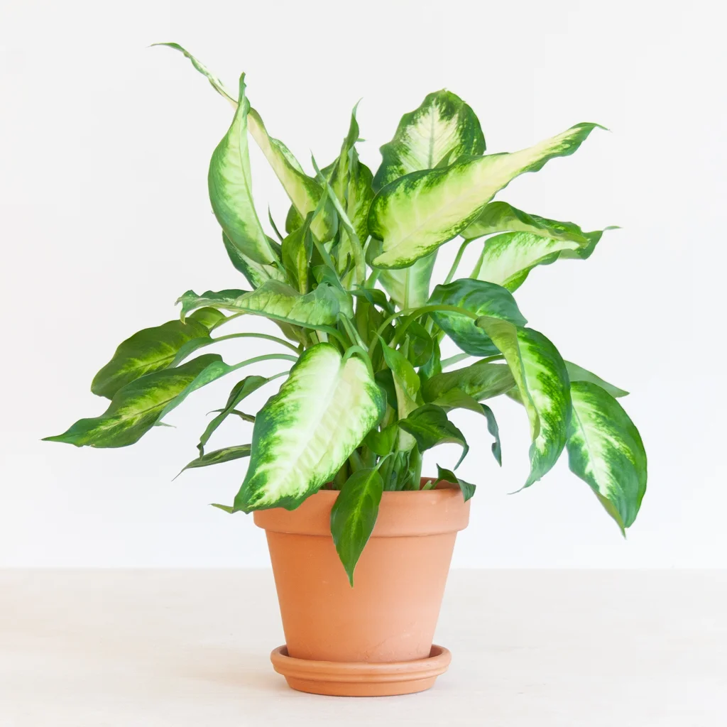 Dumb cane camilla 