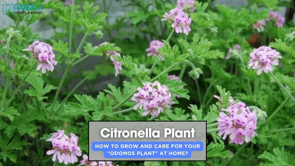 Citronella Plant