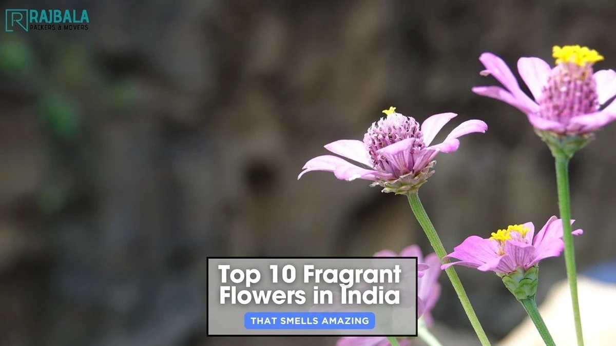 Fragrant Flowers