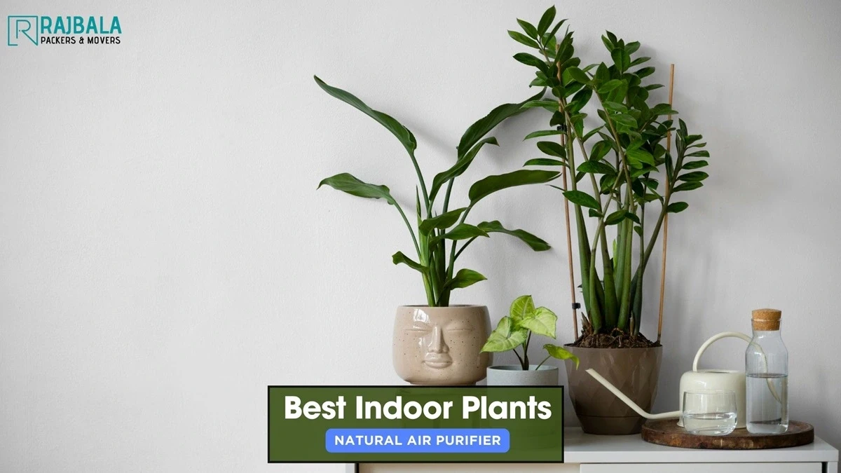 indoor plants