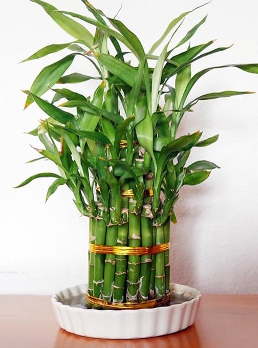 lucky bamboo plant