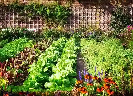 gardening tips