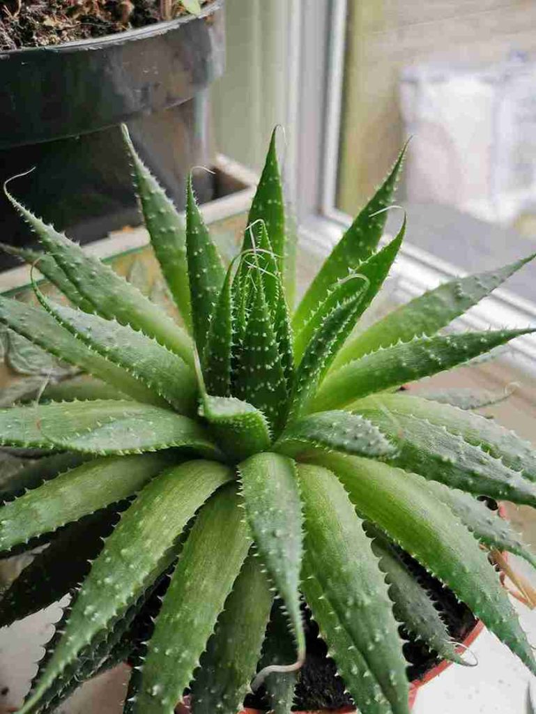 aloe vera indoorplant