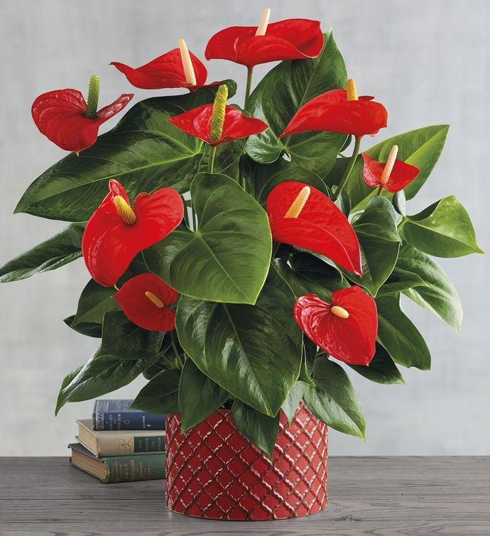 anthurium indoor plant