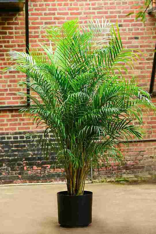 areca palm indoor plant