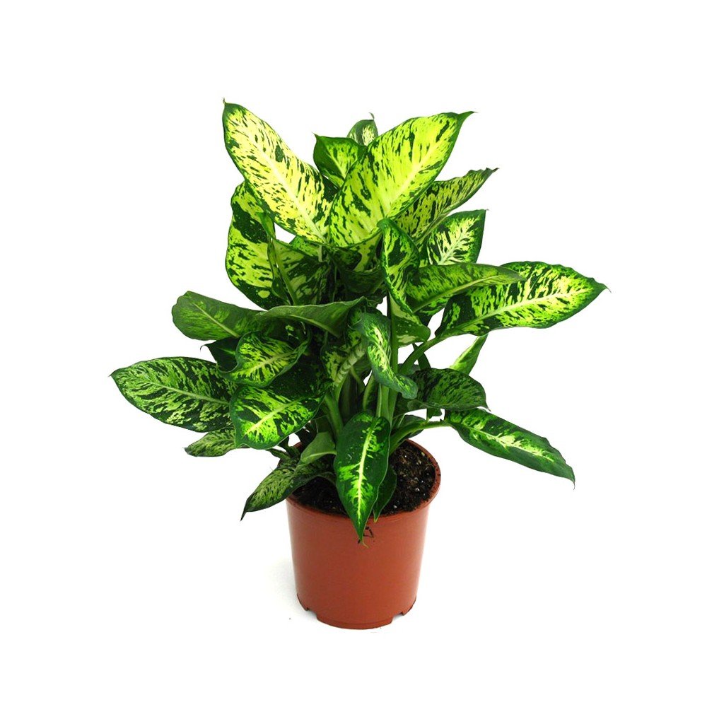 Dieffenbachia compacta plant