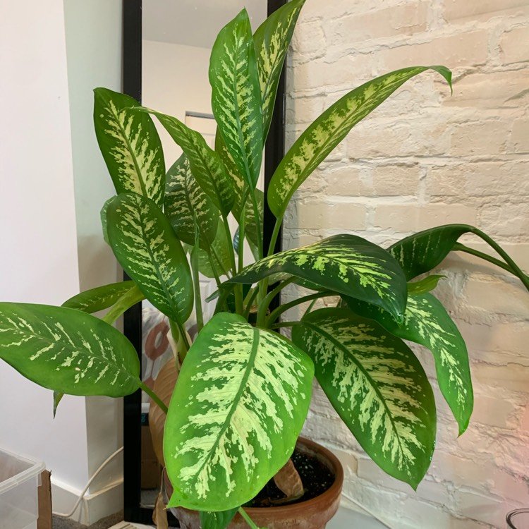 maculata dumb cane 