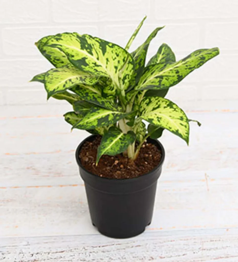 mary dumb cane 