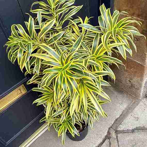  Dracaena Reflexa indoor plant