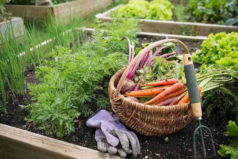 vegetable garden