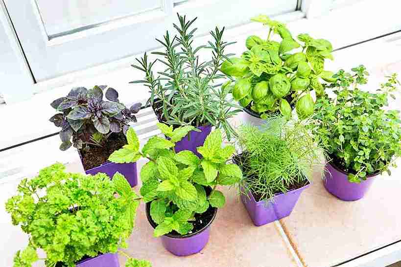 herb garden
