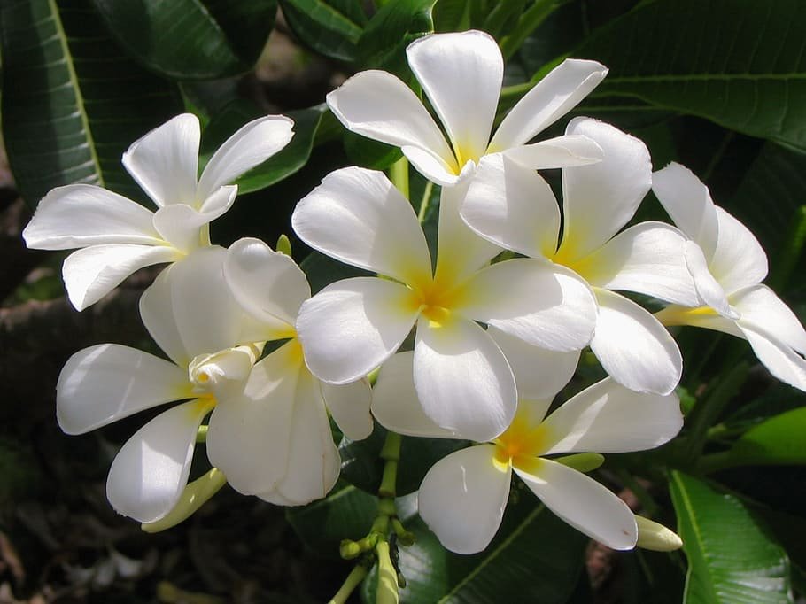 jasmine