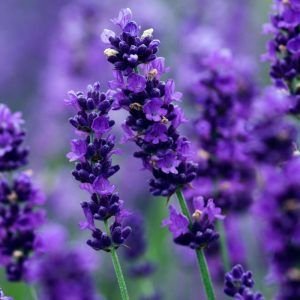 Lavender