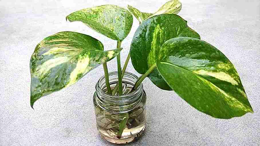 money plant 