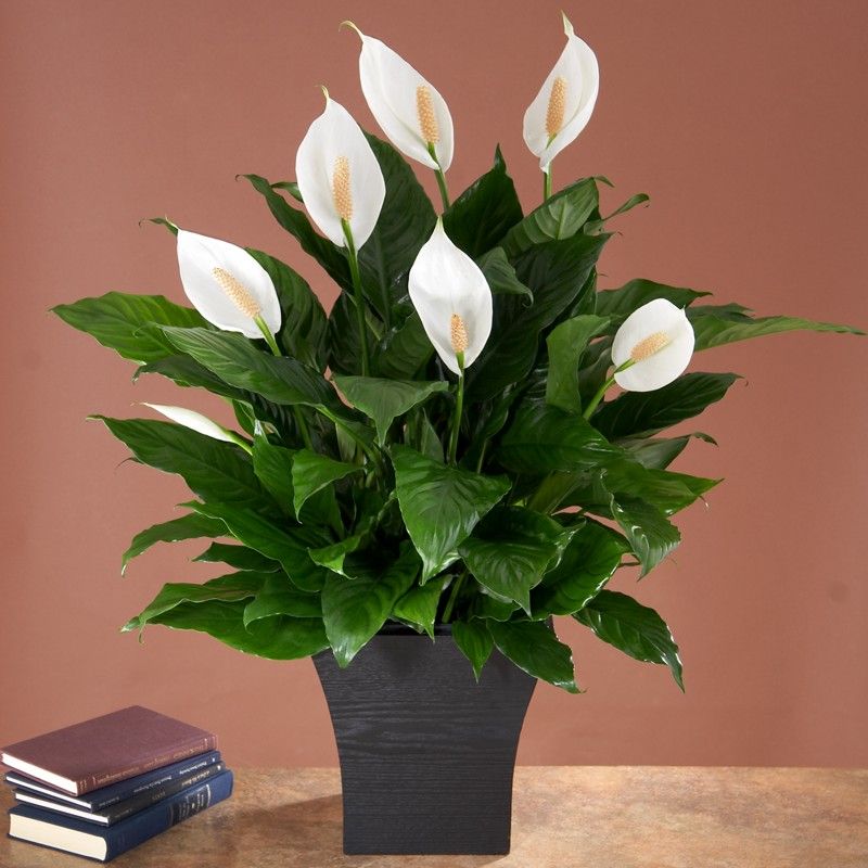 peace lily
