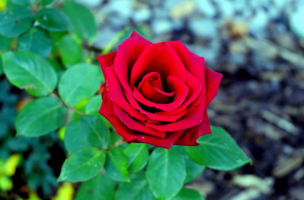 rose