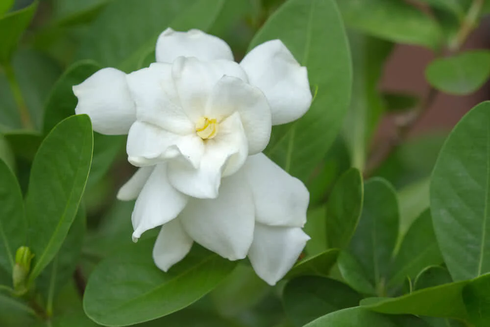 Champa