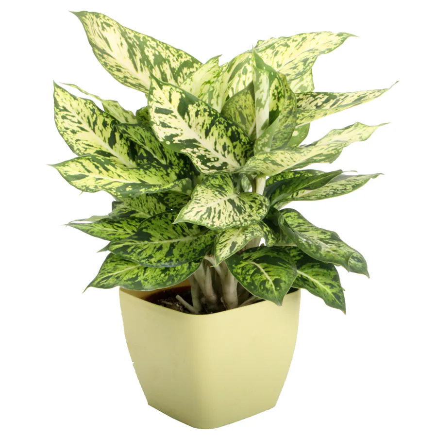Dieffenbachia sparkles plant