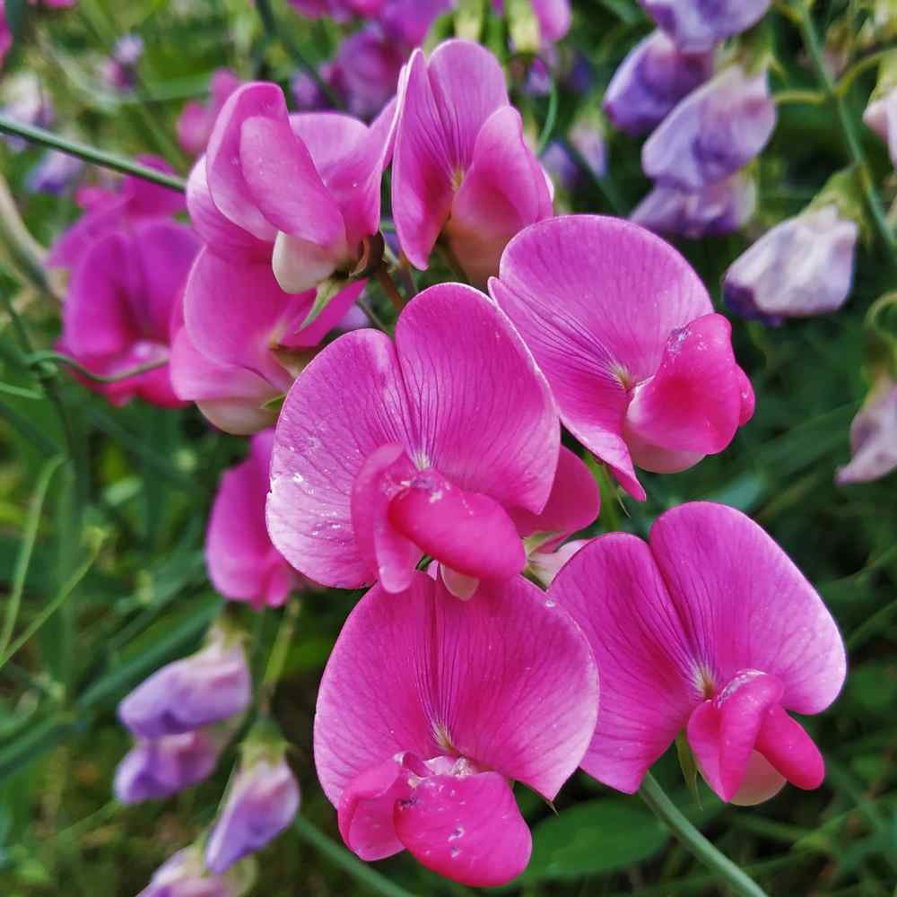 sweet pea
