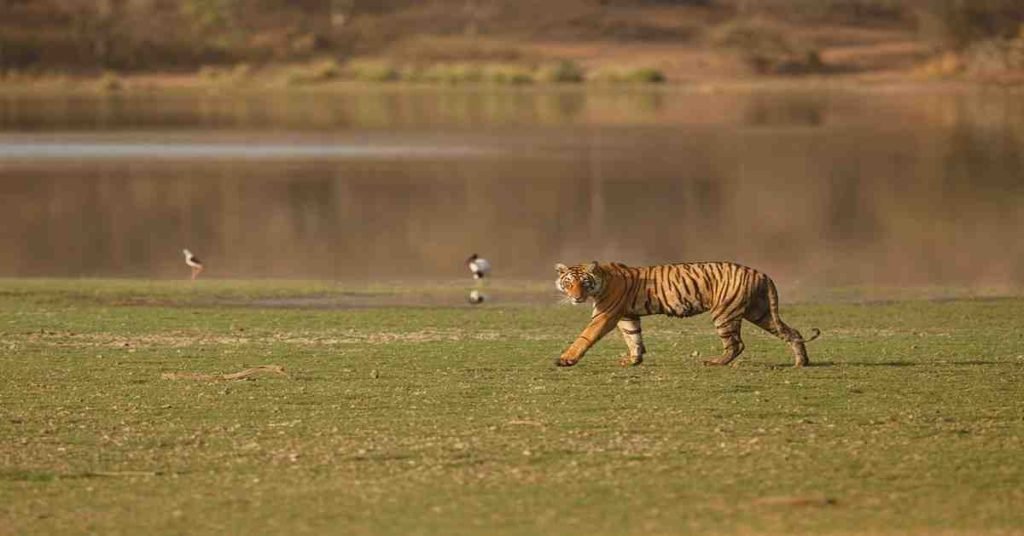Jim Corbett National Park