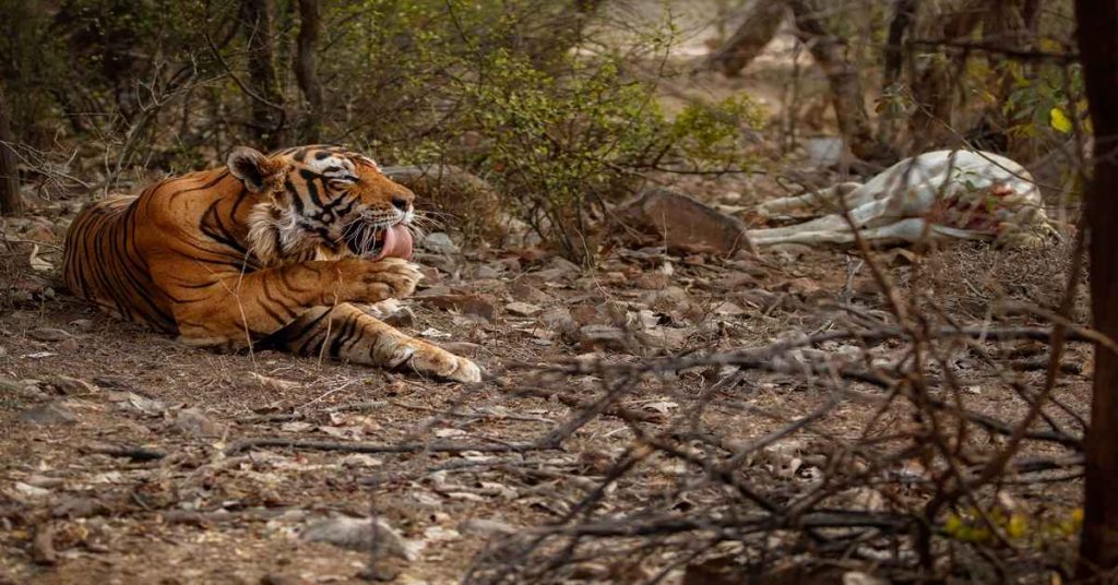 Tiger Camp
