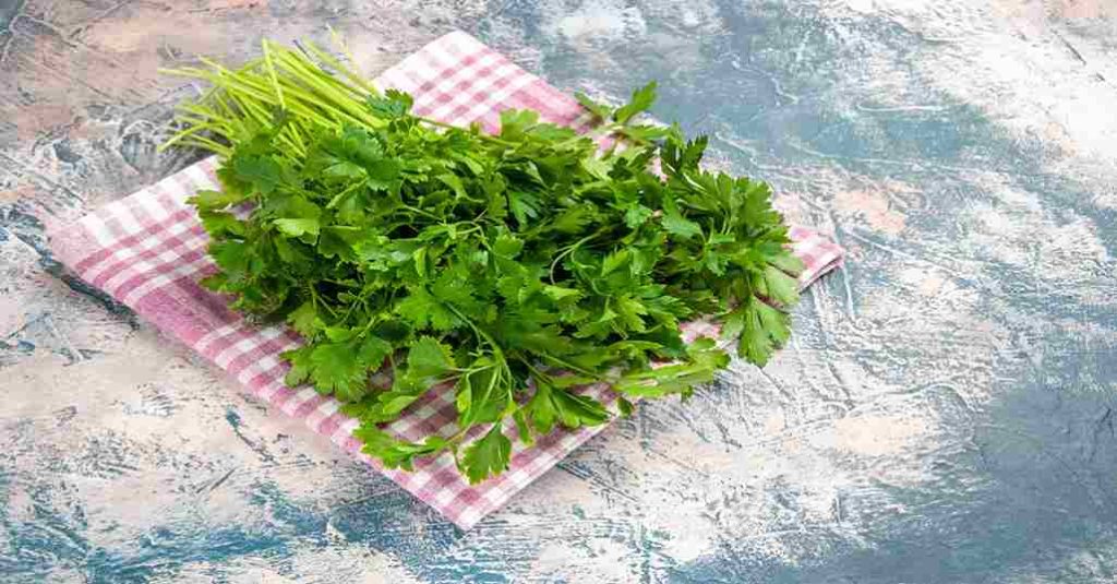 Coriander Plants
