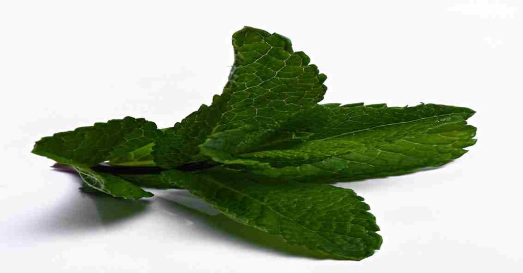 mint or pudina leaves