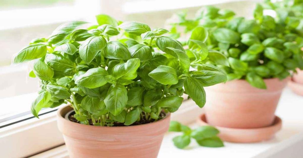 Basil Plants
