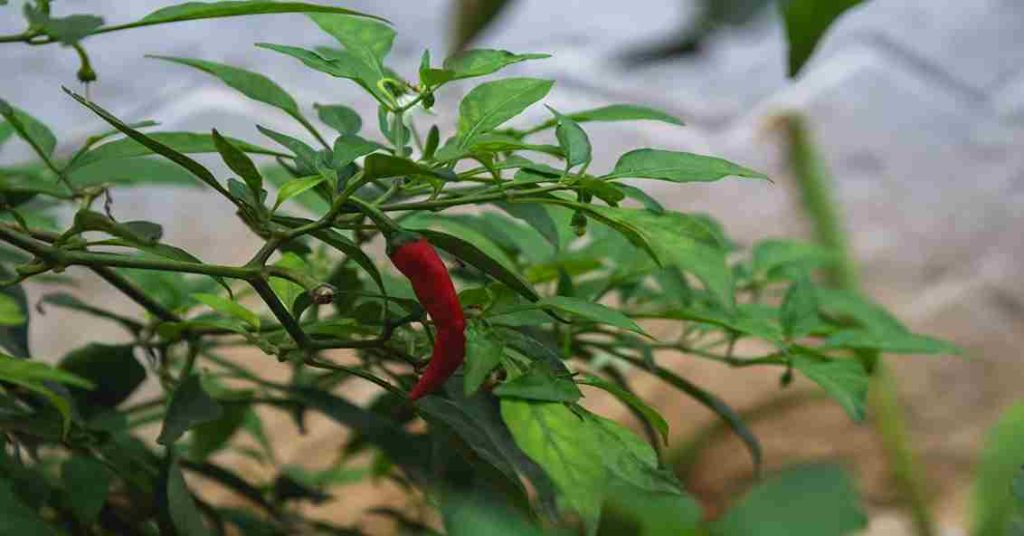 Chilli Plants