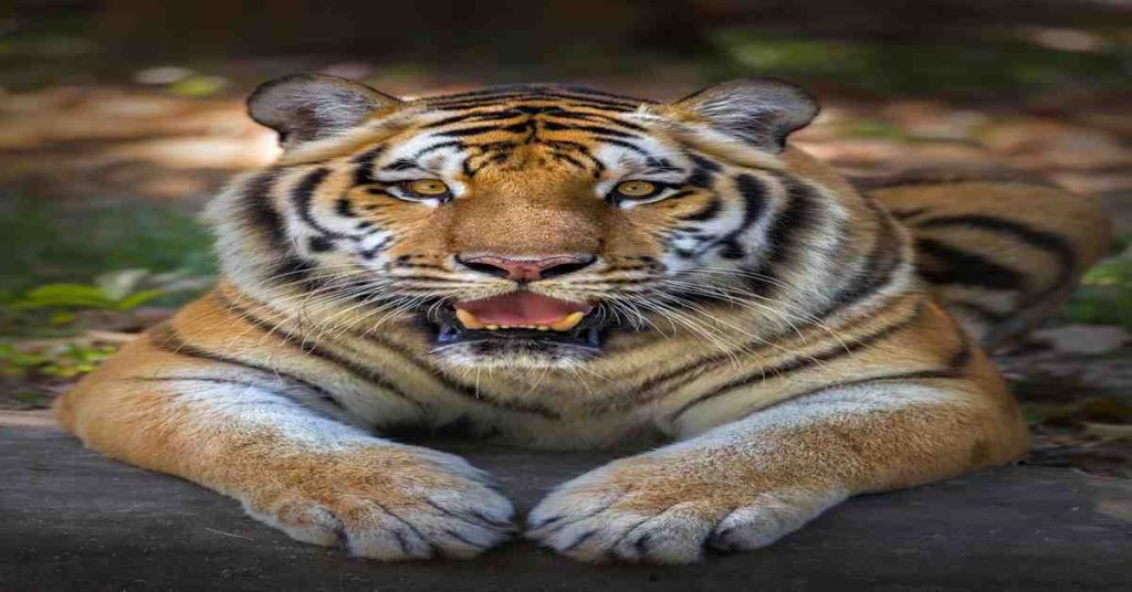 Tiger