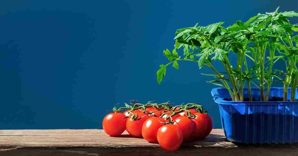 Tomato Plants