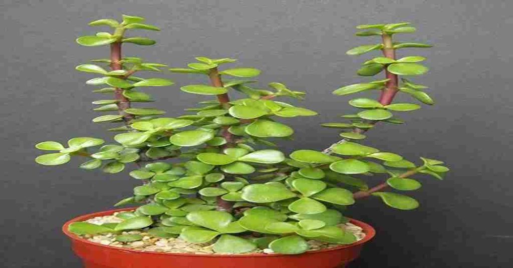 Jade Plant